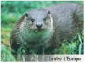 Loutre © GPCO